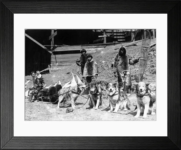 Framed Print : Eskimo dog team St. Louis World's Fair USA in 1904 Framed Print : Eskimo dog team St. Louis World's Fair USA in 1904
