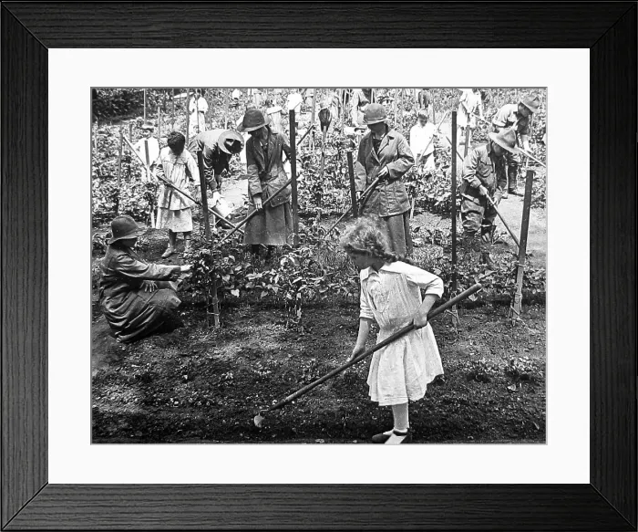 Framed Print : School Gardening Project with Boy Scouts and Camp Framed Print : School Gardening Project with Boy Scouts and Camp