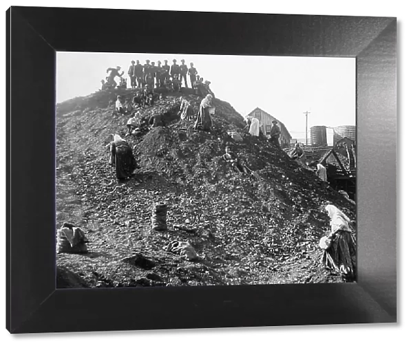 Families picking coal from a dump Scranton Pennsylvania USA