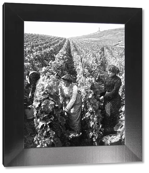 Picking grapes Rudesheim am Rhein Germany probably 1920s