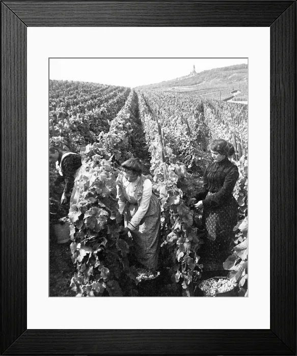 Framed Print : Picking grapes Rudesheim am Rhein Germany probably 1920s Framed Print : Picking grapes Rudesheim am Rhein Germany probably 1920s