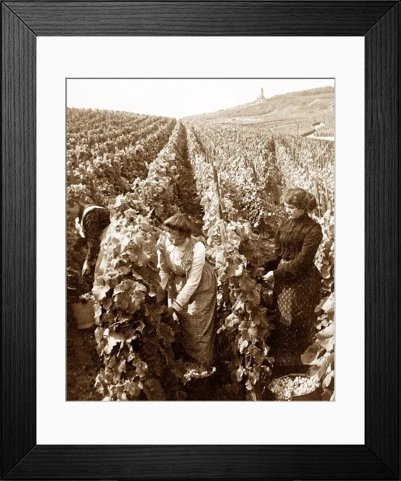 Framed Print : Picking grapes, Rudesheim am Rhein, Germany Framed Print : Picking grapes, Rudesheim am Rhein, Germany