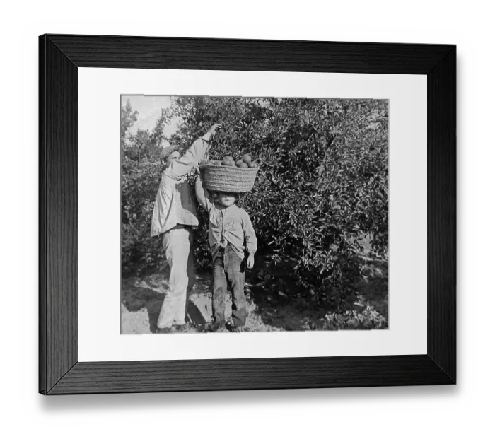Framed Print : Picking oranges near Valencia Spain early 1900s Framed Print : Picking oranges near Valencia Spain early 1900s