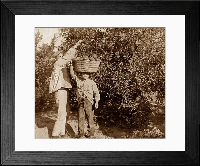 Framed Print : Picking oranges near Valencia, Spain Framed Print : Picking oranges near Valencia, Spain