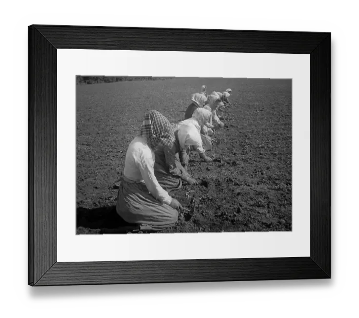 Framed Print : Weeding a sugar beet field Sweden early 1900s Framed Print : Weeding a sugar beet field Sweden early 1900s