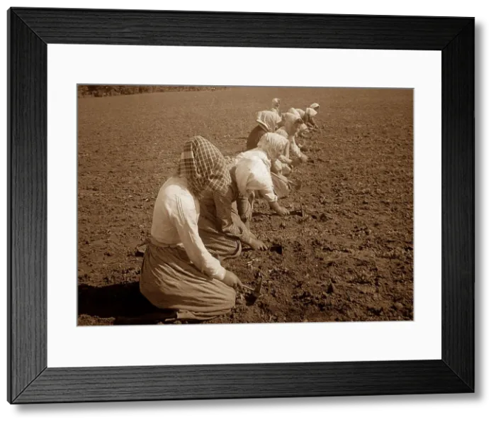 Framed Print : Sugar beet farming in Sweden Framed Print : Sugar beet farming in Sweden