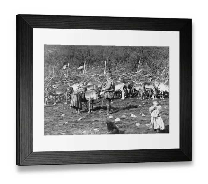 Framed Print : Laplanders milking reindeer Framed Print : Laplanders milking reindeer