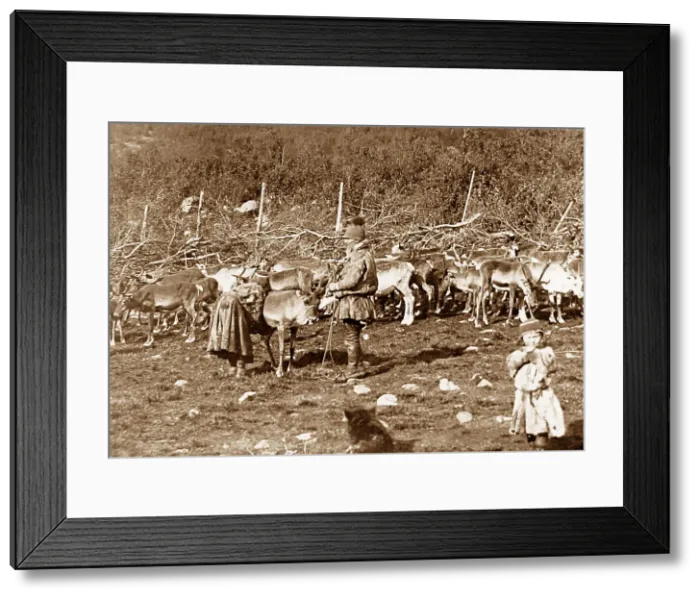 Framed Print : Laplanders with a reindeer herd Norway early 1900s Framed Print : Laplanders with a reindeer herd Norway early 1900s