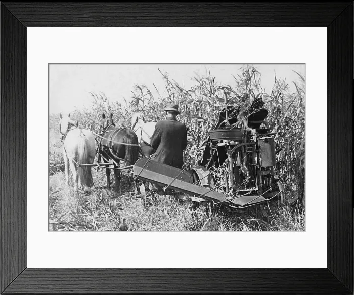 Framed Print : Corn harvesting in Indiana early 1900s Framed Print : Corn harvesting in Indiana early 1900s