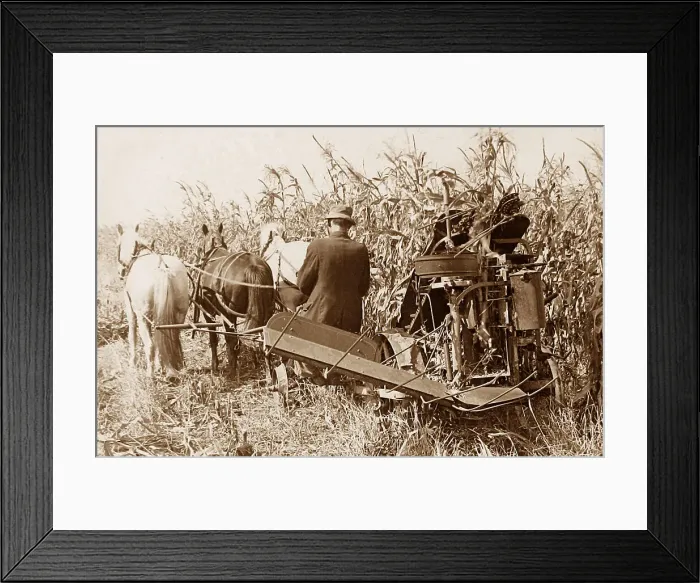 Framed Print : Corn harvesting in Indiana early 1900s Framed Print : Corn harvesting in Indiana early 1900s