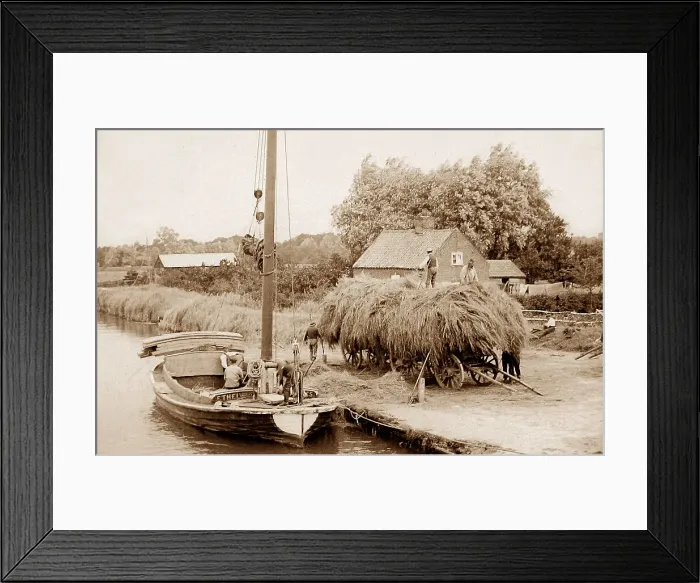 Framed Print : Norfolk Wherry Ethel loading reeds Victorian period Framed Print : Norfolk Wherry Ethel loading reeds Victorian period