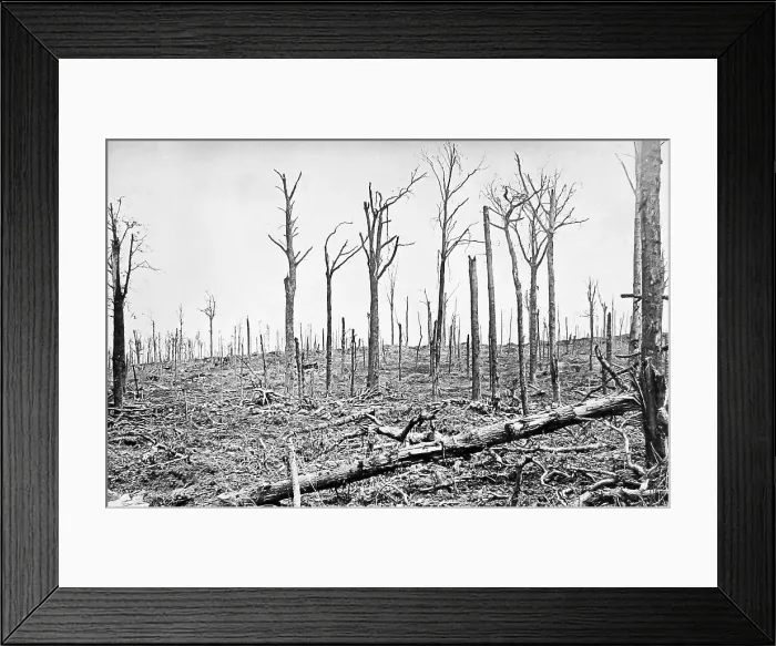 Framed Print : WW1 Sanctuary Wood Belgium Framed Print : WW1 Sanctuary Wood Belgium