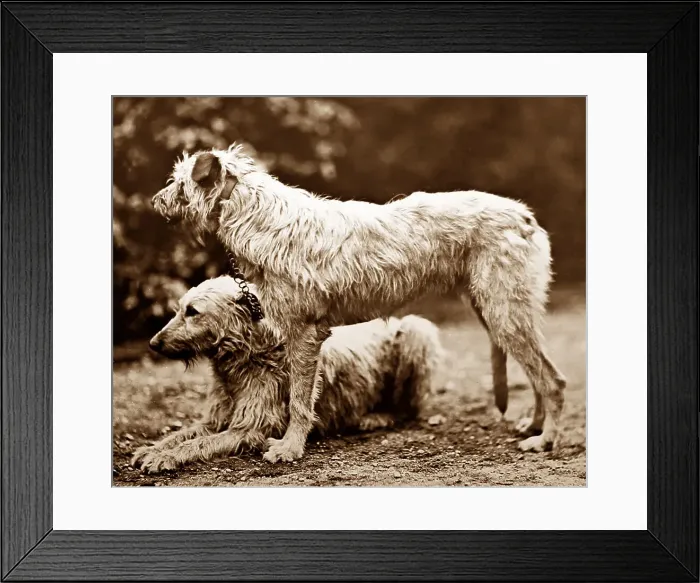 Framed Print : Deerhounds - Victorian period Framed Print : Deerhounds - Victorian period