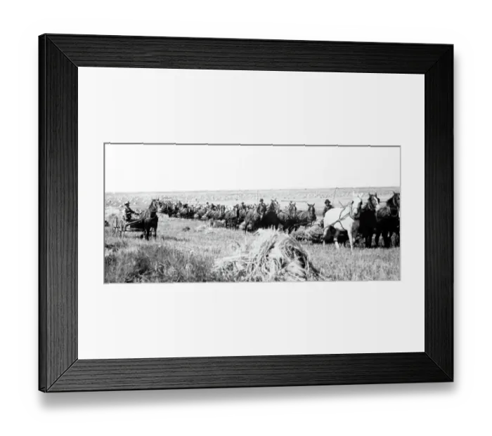 Framed Print : Reaping on the Prairies, Canada Framed Print : Reaping on the Prairies, Canada