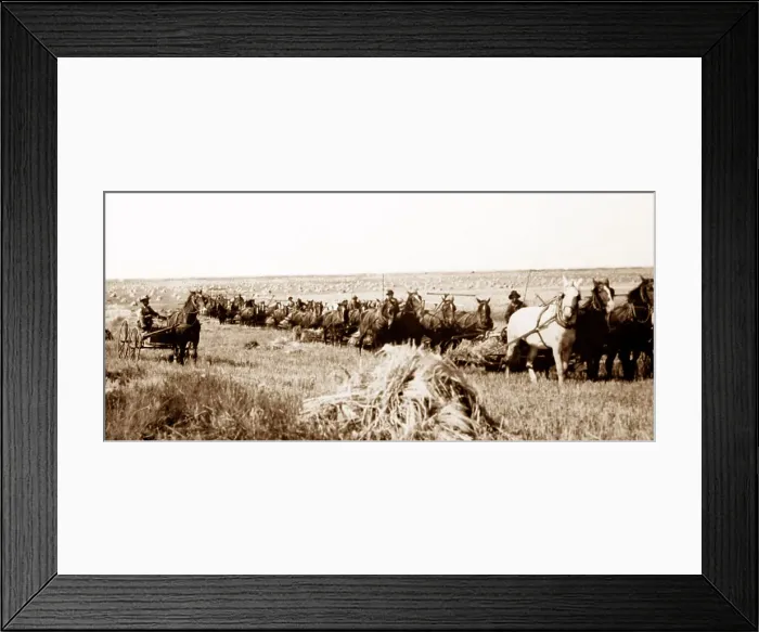 Framed Print : Farming (reaping) on the Canadian Prairies, early 1900s Framed Print : Farming (reaping) on the Canadian Prairies, early 1900s