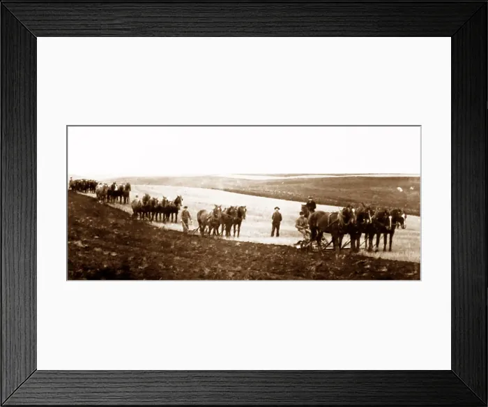 Framed Print : Ploughing on the Canadian Prairies, early 1900s Framed Print : Ploughing on the Canadian Prairies, early 1900s