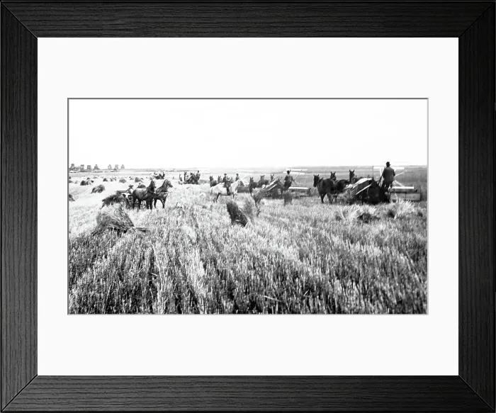 Framed Print : Harvesting on the Prairies, Canada Framed Print : Harvesting on the Prairies, Canada