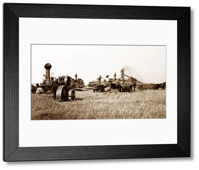 Framed Print : Threshing on the Canadian Prairies, early 1900s Framed Print : Threshing on the Canadian Prairies, early 1900s