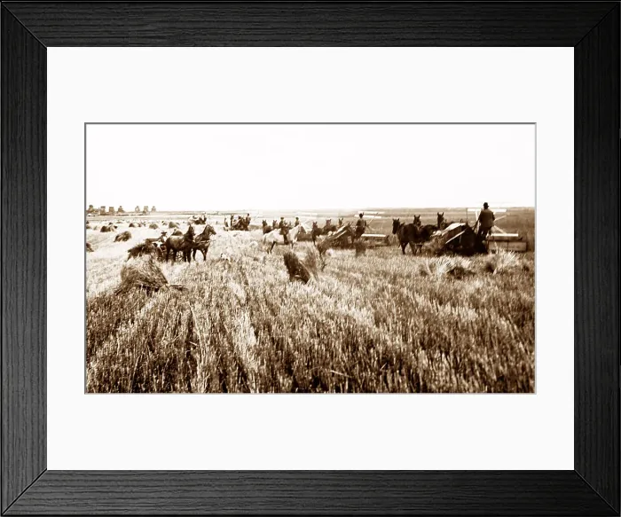 Framed Print : Harvesting on the Canadian Prairies, early 1900s Framed Print : Harvesting on the Canadian Prairies, early 1900s