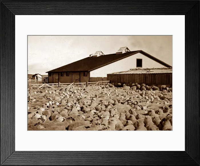 Framed Print : Sheep Ranch, Gull Lake, Alberta, Canada Framed Print : Sheep Ranch, Gull Lake, Alberta, Canada