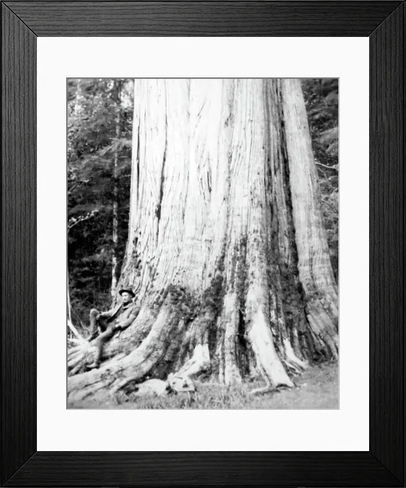 Framed Print : Resting beneath a cedar tree, Vancouver, Canada, early 1900s Framed Print : Resting beneath a cedar tree, Vancouver, Canada, early 1900s