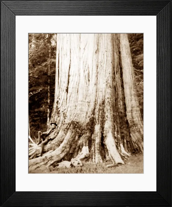 Framed Print : Cedar tree, Vancouver, Canada