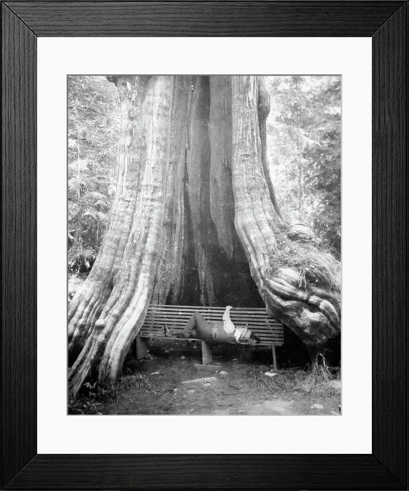 Framed Print : Resting beneath a cedar tree, Vancouver, Canada, early 1900s Framed Print : Resting beneath a cedar tree, Vancouver, Canada, early 1900s