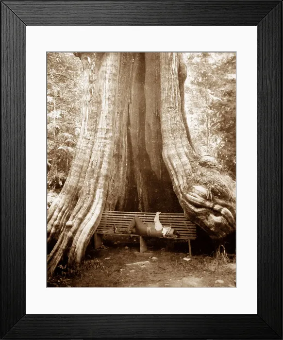 Framed Print : Cedar tree, Vancouver, Canada Framed Print : Cedar tree, Vancouver, Canada