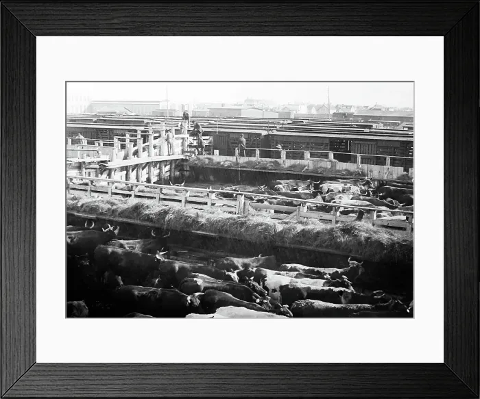 Framed Print : Winnepeg Stock yards, Canada, early 1900s Framed Print : Winnepeg Stock yards, Canada, early 1900s