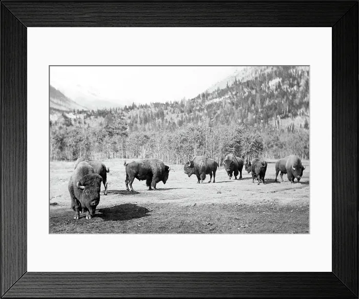Framed Print : Buffalo near Banff, Canada, early 1900s Framed Print : Buffalo near Banff, Canada, early 1900s