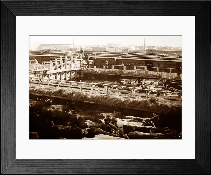 Framed Print : Winnepeg Stock Yards, Canada Framed Print : Winnepeg Stock Yards, Canada