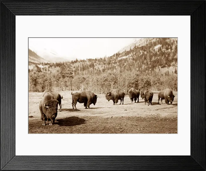 Framed Print : Buffalo, Banff, Canada Framed Print : Buffalo, Banff, Canada