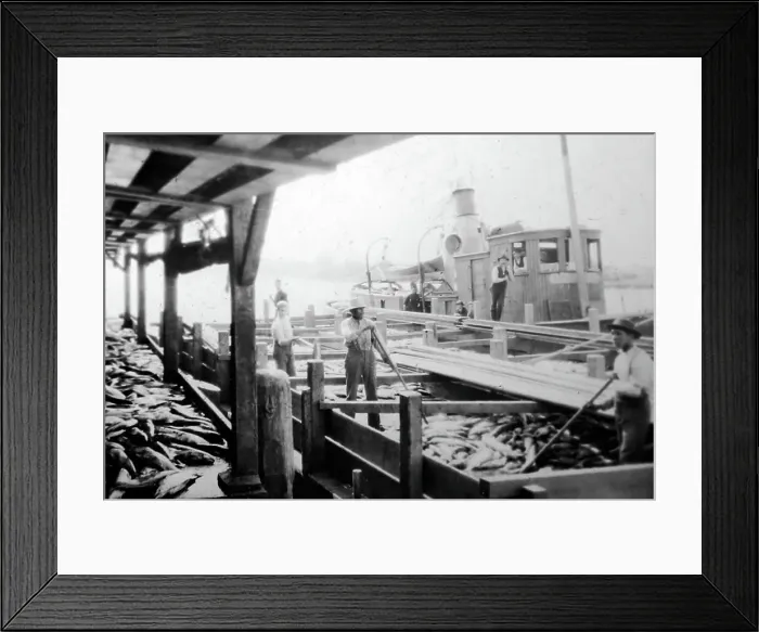 Framed Print : Unloading salmon, British Columbia, Canada, early 1900s Framed Print : Unloading salmon, British Columbia, Canada, early 1900s