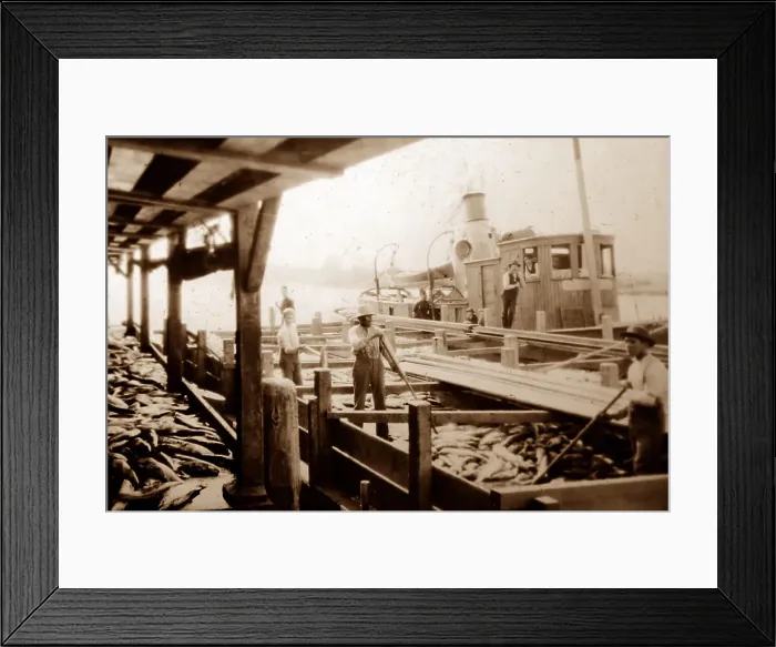 Framed Print : Unloading salmon, British Columbia, Canada Framed Print : Unloading salmon, British Columbia, Canada