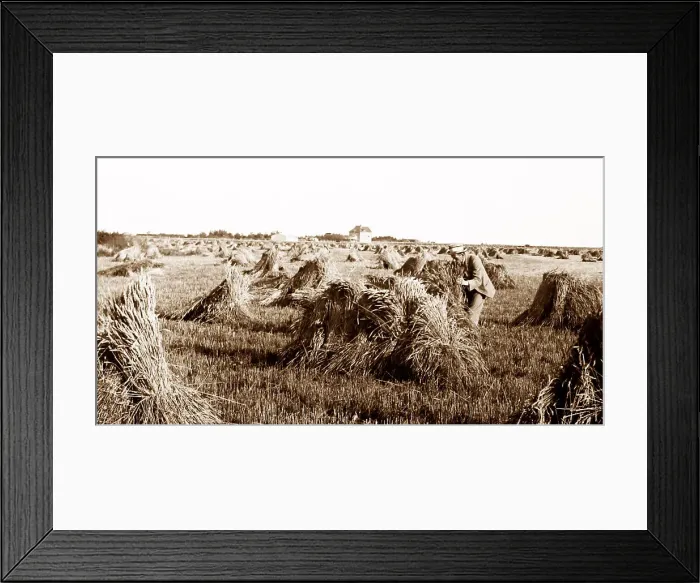 Framed Print : A wheat field on the Prairies, Canada, early 1900s Framed Print : A wheat field on the Prairies, Canada, early 1900s