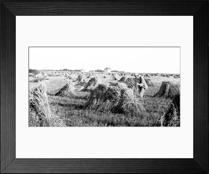 Framed Print : Wheat field, Prairies, Canada Framed Print : Wheat field, Prairies, Canada