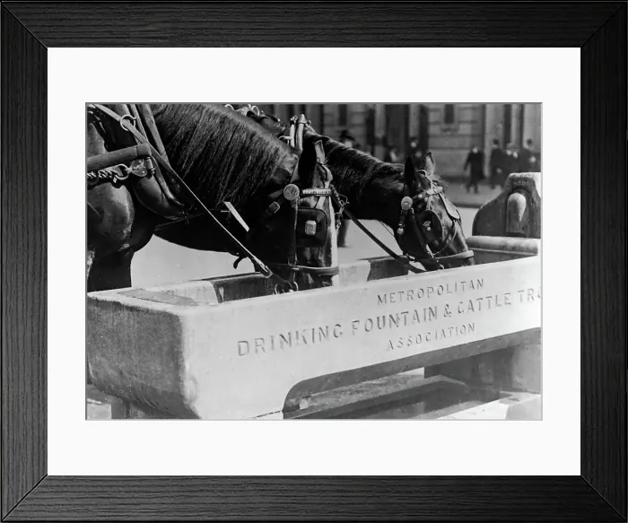 Framed Print : Horse trough, London, early 1900s Framed Print : Horse trough, London, early 1900s