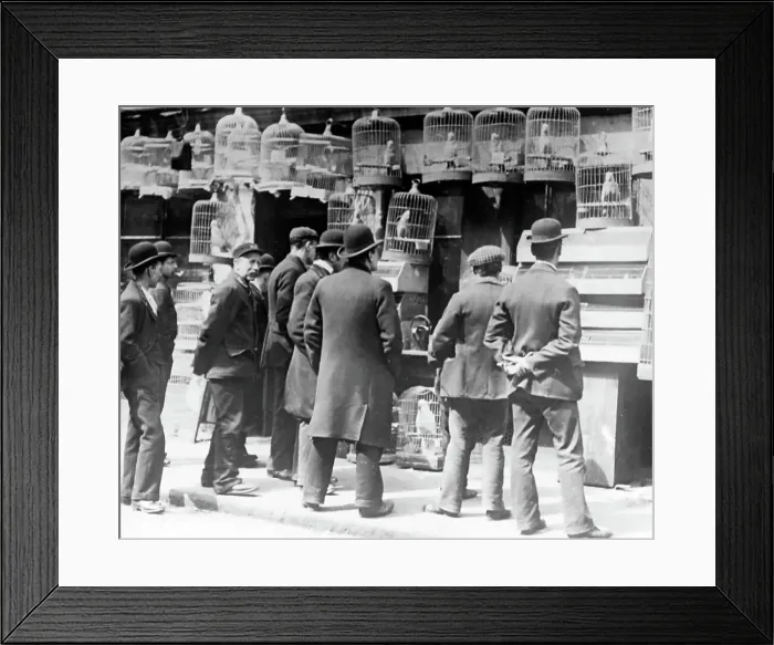 Framed Print : Bird seller, London, early 1900s Framed Print : Bird seller, London, early 1900s