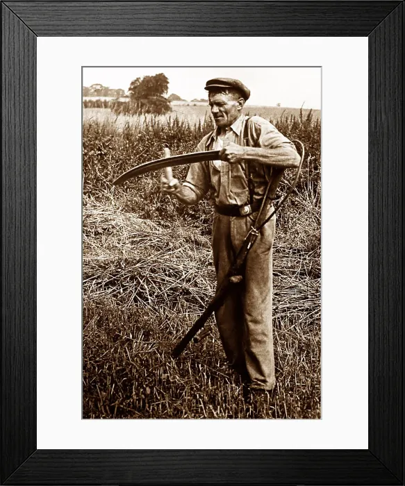 Framed Print : Scything Date: early 1900s Framed Print : Scything Date: early 1900s