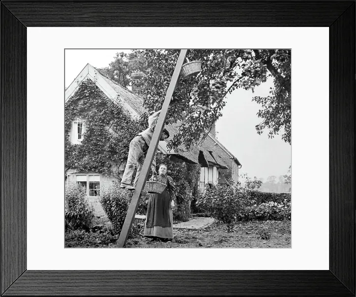 Framed Print : Apple picking, Victorian period Framed Print : Apple picking, Victorian period