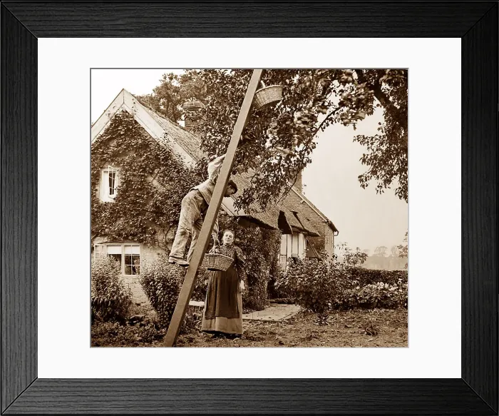 Framed Print : Apple picking