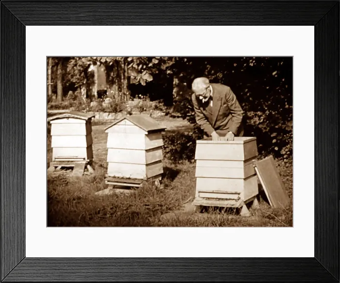 Framed Print : A bee keeper, early 1900s Framed Print : A bee keeper, early 1900s