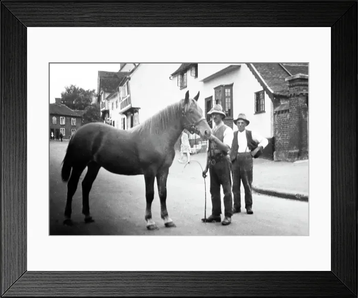 Framed Print : A Suffolk Punch, early 1900s Framed Print : A Suffolk Punch, early 1900s