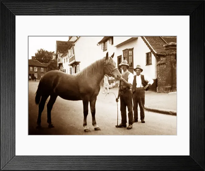 Framed Print : Suffolk Punch heavy horse Framed Print : Suffolk Punch heavy horse