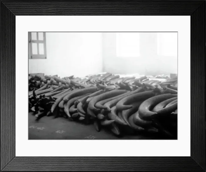 Framed Print : Ivory tusk warehouse, London, Victorian period Framed Print : Ivory tusk warehouse, London, Victorian period