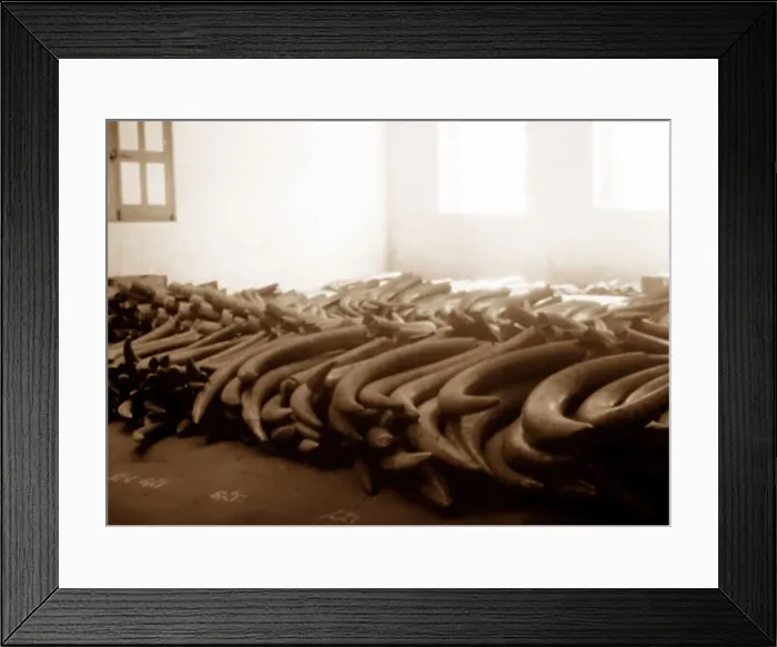 Framed Print : Ivory tusk warehouse, London Framed Print : Ivory tusk warehouse, London