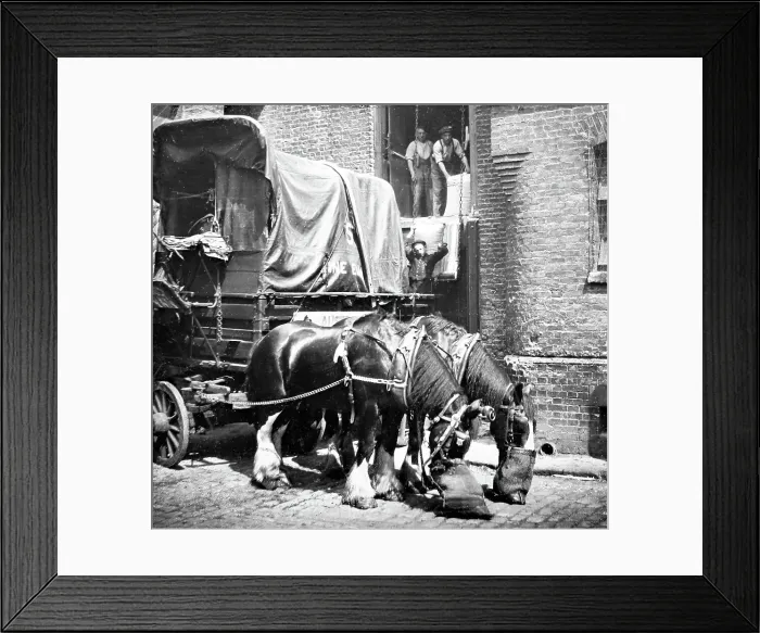 Framed Print : Cart horses at a warehouse, London, early 1900s Framed Print : Cart horses at a warehouse, London, early 1900s