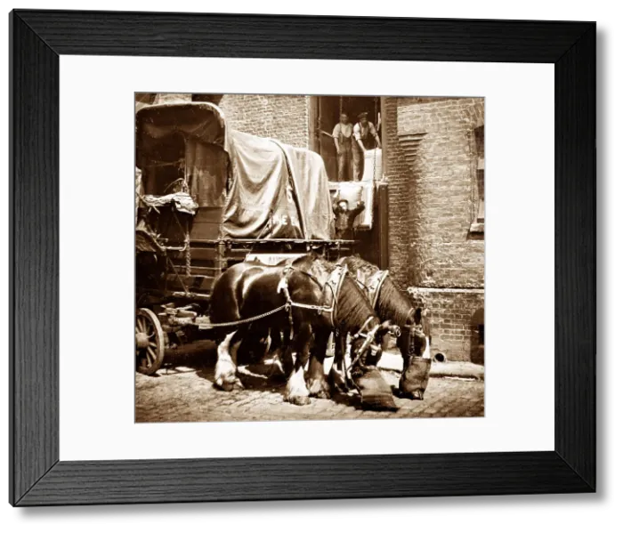 Framed Print : Carters horses, London Framed Print : Carters horses, London