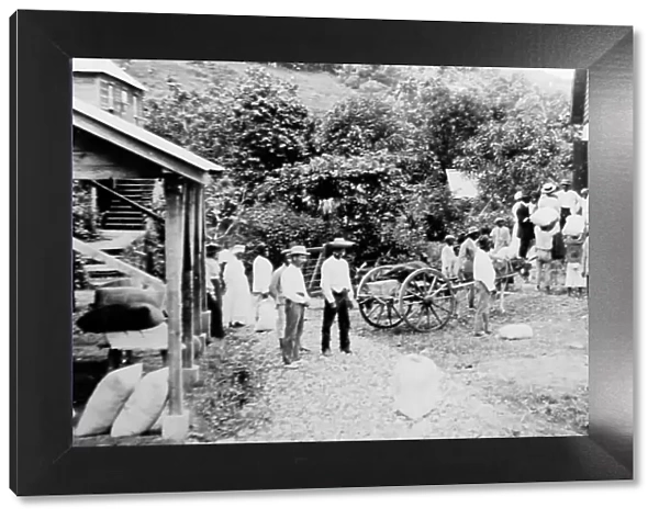 Small growers selling their cotton in St Vincent early 1900s