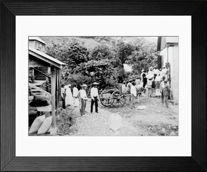 Framed Print : Small growers selling their cotton in St Vincent early 1900s Framed Print : Small growers selling their cotton in St Vincent early 1900s